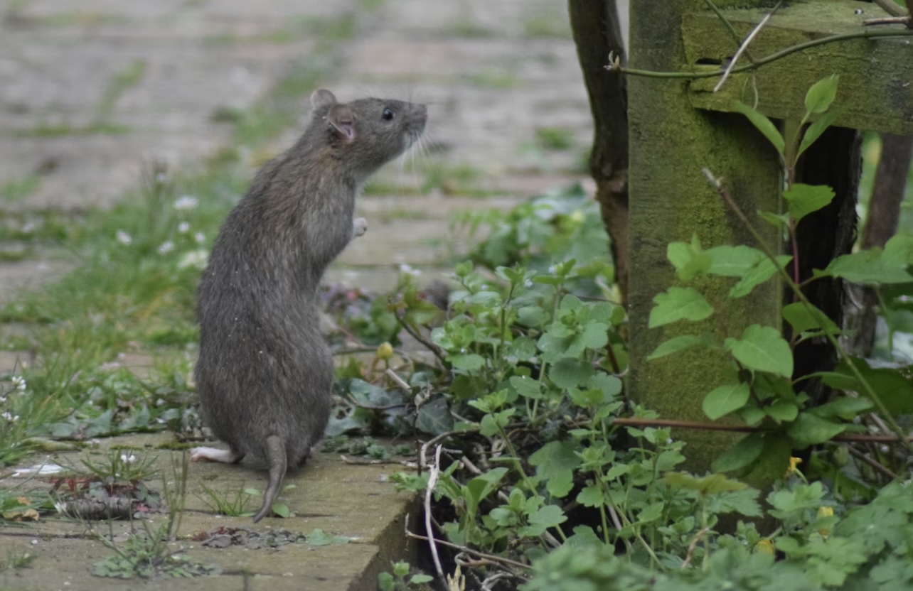 Success! Reward-for-rats caught scheme at Clementi hawker centre sees reduction in rodent number